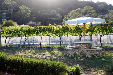 Every Man & His Dog Vineyard - Northern Rivers Accommodation 6