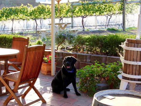 Every Man & His Dog Vineyard - Northern Rivers Accommodation 7