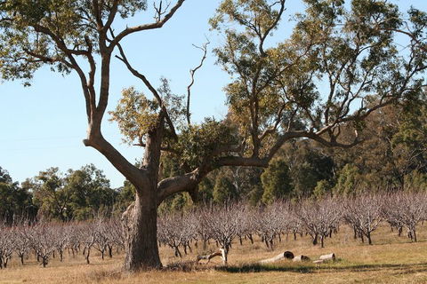 The Farmhouse At Blue Wren Wines - Northern Rivers Accommodation 1