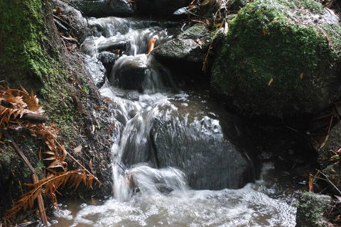 Rocky Creek Art Garden B&B - Northern Rivers Accommodation 4