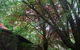 Rocky Creek Art Garden B&B - thumb 2