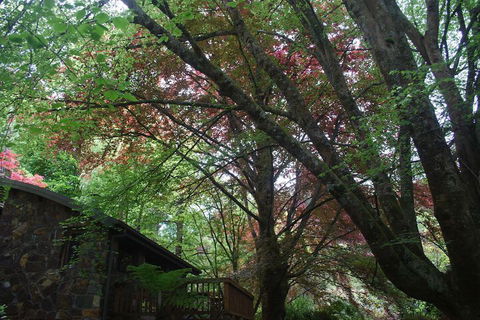 Rocky Creek Art Garden B&B - Northern Rivers Accommodation 2