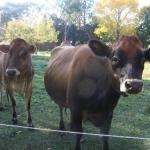 Meander ACT Northern Rivers Accommodation