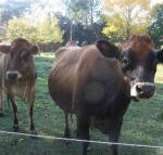 Drumreagh Bed  Breakfast Cabins - Northern Rivers Accommodation
