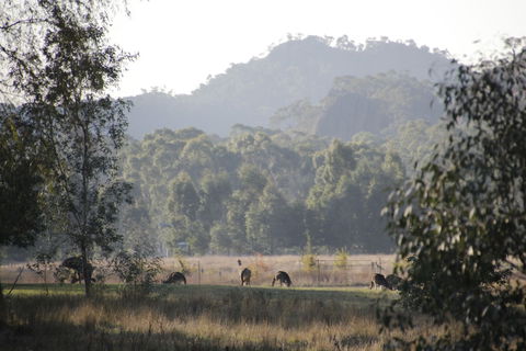 Dacelo - Northern Rivers Accommodation 0