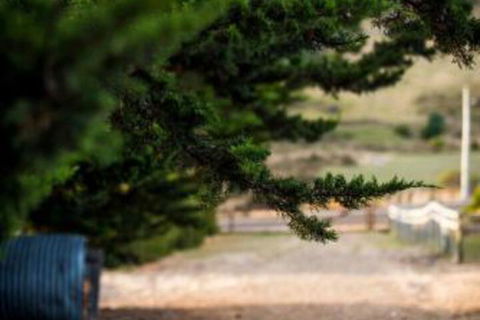 Wattle Grove Homestead Bed & Breakfast - Northern Rivers Accommodation 5