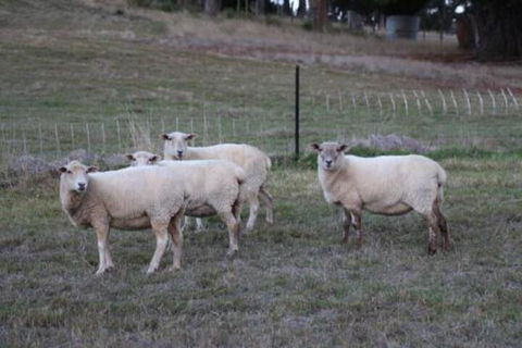 Wattle Grove Homestead Bed & Breakfast - Northern Rivers Accommodation 3