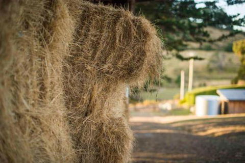 Wattle Grove Homestead Bed & Breakfast - Northern Rivers Accommodation 6