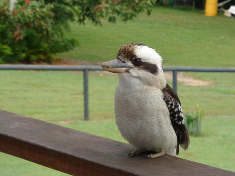 Eumundi Cottages Cottage 1 - Northern Rivers Accommodation 3