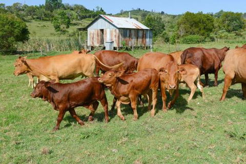 Samford Lakes - Northern Rivers Accommodation 5