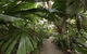 Castaways Resort & Spa Rainforest - thumb 6