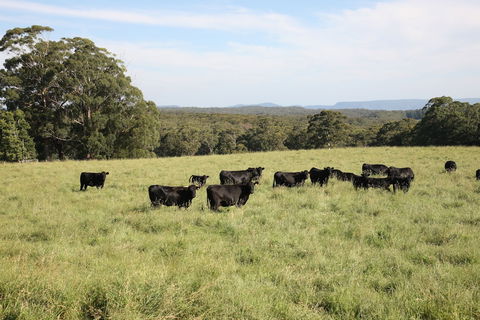 Linden Hall - Northern Rivers Accommodation 5
