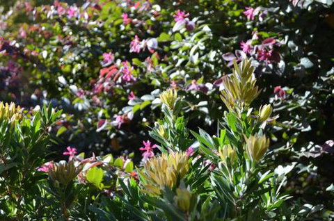 A Bach At Bright Bright VIC - Northern Rivers Accommodation 4