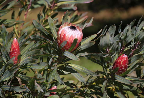 Riverwalk B & B - Northern Rivers Accommodation 5