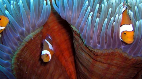 Reef Encounter - Northern Rivers Accommodation 5