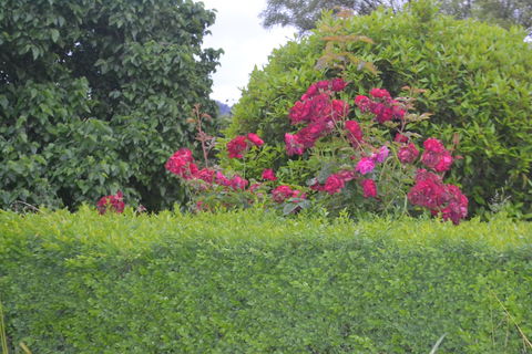 Mulberry Cottage B&B - Northern Rivers Accommodation 1