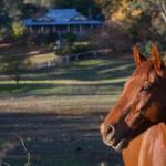 Historic Oak Hill House Estate Truffle Gourmet Festival Region - Northern Rivers Accommodation 0