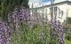 Petschel House - thumb 1