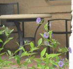 Amalie Cottage Waikerie Unit 1 - Northern Rivers Accommodation