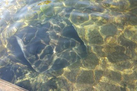 Ven & Marks Place - Northern Rivers Accommodation 4