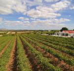 Barossa Valley Lyndoch - Northern Rivers Accommodation