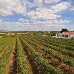 Barossa Valley Lyndoch - Northern Rivers Accommodation 0