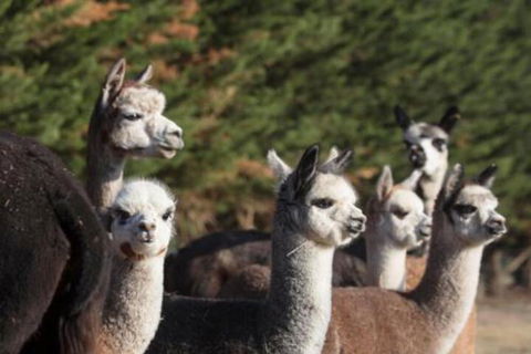 Malakai Farm Stay - Northern Rivers Accommodation 4