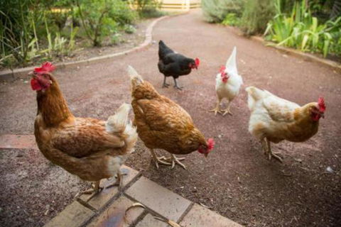 Malakai Farm Stay - Northern Rivers Accommodation 7