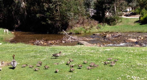 RiverCottage Selfcontained - Northern Rivers Accommodation 3
