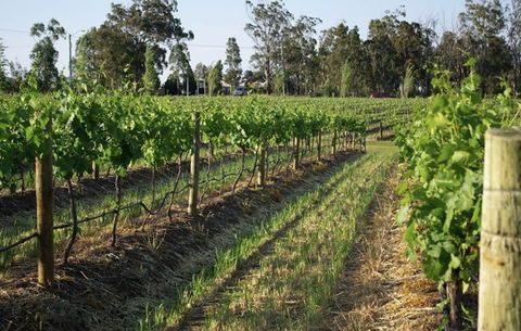 Renovated Cottage Aberdare Hunter Valley - Northern Rivers Accommodation 0