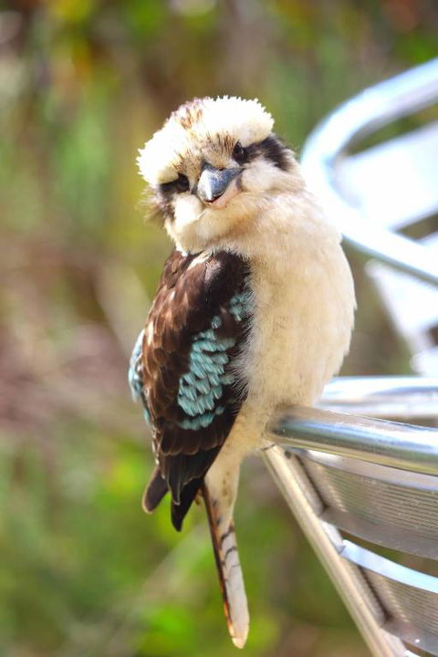 Ridgetop Retreats Deep Creek Conservation Park - Northern Rivers Accommodation 4
