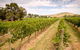 Fergusson Winery Homestead Accomodation - thumb 3