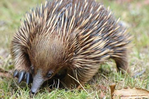 Wind Song Mountain Retreat - Northern Rivers Accommodation 5