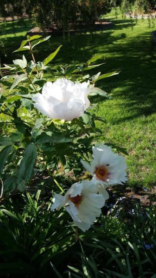 Wisteria Lodge - Northern Rivers Accommodation 3