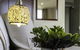 Areca Launceston - thumb 3