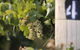 Ingenia Holidays Mudgee Valley - thumb 0