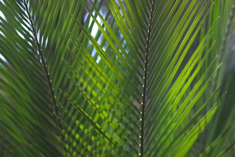 The Jackson Ranch - Northern Rivers Accommodation 2