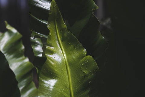 The Jackson Ranch - Northern Rivers Accommodation 1