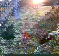 Bryn Glas Farm Stay - Northern Rivers Accommodation