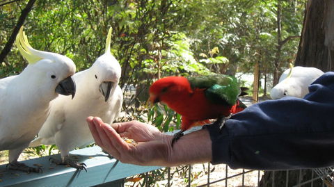 Lorne Bush House Cottages & Eco Retreats - Northern Rivers Accommodation 0