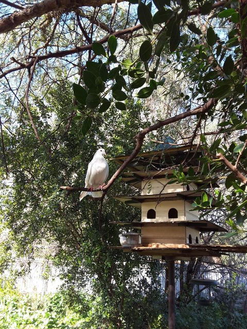 The Dove Cote - Northern Rivers Accommodation 5