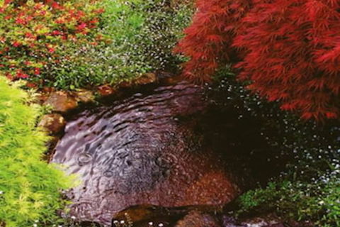 Forget Me Not Cottages - Northern Rivers Accommodation 1