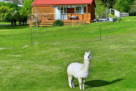 Maydena Mountain Cabins - Northern Rivers Accommodation 2