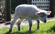 Johanna River Farm & Cottages - thumb 2