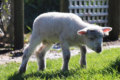 Johanna River Farm & Cottages - Northern Rivers Accommodation 2