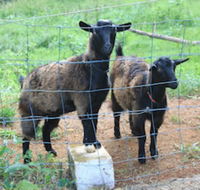 Alstonville Country Cottages - Northern Rivers Accommodation