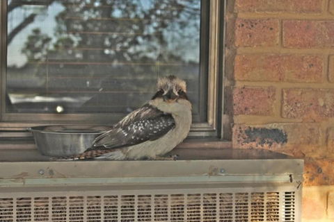 The Vineyard Motel - Northern Rivers Accommodation 6