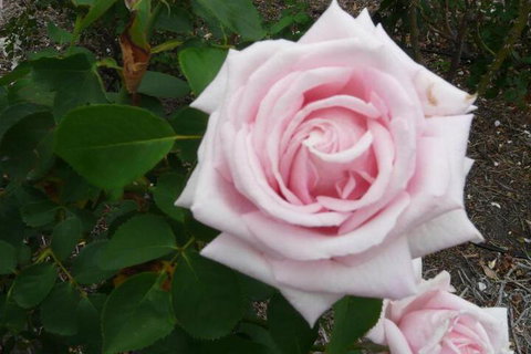 Granite Gardens Cottages & Lake Retreat - Northern Rivers Accommodation 2