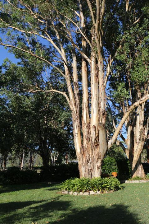 Serendipity On Allyn - Northern Rivers Accommodation 5