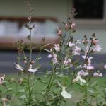 Serendipity On Allyn - Northern Rivers Accommodation 1